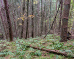 Woods near Goathland