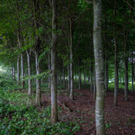 Day 39 - Beech Plantation