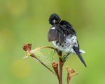 Variable Seedeater portfolio