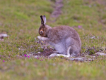 Mountain Hare - Lepus timidus