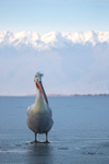 Dalmatian Pelican