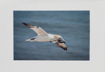 56 Gannet in Flight