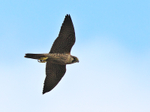Peregrine Falcon portfolio