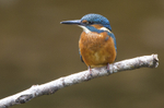 Juv Female Kingfisher