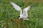 Sandwich Tern