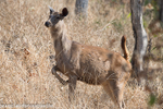 Female Sambar