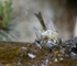 Golden-crowned Kinglet
