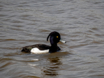 Tutfed Duck