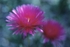 Lampranthus Spectabilis