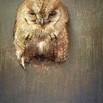 BBO-01-Little Owl
