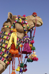 Decorated Camel