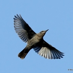 Blue Rock Thrush (Monticola solitarius) M-1W
