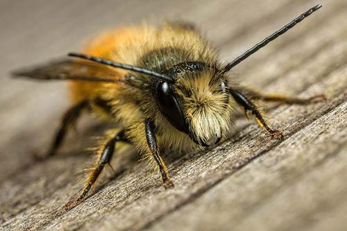 <i>Osmia bicornis</i> male. Staffordshire garden, April 2015.