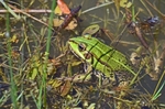 Marsh Frog