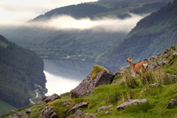 Glendalough