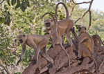 Langur Monkeys