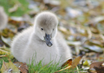 A very cute Black Swan cygnet at Dawlish only a few days old.