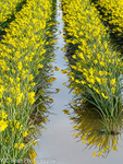 Skagit Valley Daffys