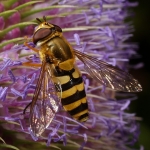 Syrphus ribesii