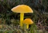 Golden Waxcap