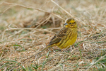 Siskin 120313 6