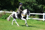 Working Hunter Pony Championship portfolio