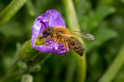 [i]Andrena nigroaenea[/i] male, Staoffordshire garden. End of March, 2016.