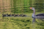 Greylag Goose and goslings