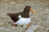 Oystercatcher