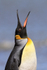 King Penguin calling, Volunteer Point, Falklands