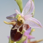 Horned Ophrys (Ophrys cornuta = O. oestrifera)