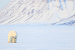 Male Polar Bear, mountain background, Svalbard, Norway