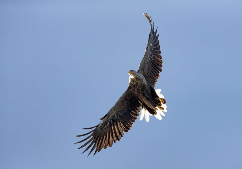 White Tailed Eagle - Isle of Mull - Scotland