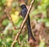 Ashy Drongo