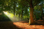 z2208 Tree of Light, Borthwood Copse