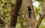 Greater Racket-tailed Drongo.