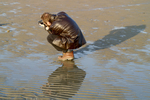 West Wittering - 27
