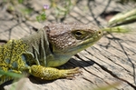 Ocellated Lizard