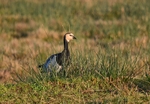 Barnacle Goose