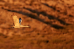 Sandhill Crane flying, morning sunlight, Bosque del Apache, New Mexico