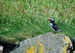 Puffin