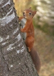 Red Squirrel