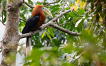 Male Rufous-necked Hornbill