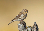 Lesser Redpoll (F) -  Carduelis cabaret