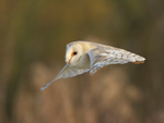 Barn Owl portfolio