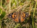 Painted Lady