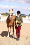 Class 411 - Prettiest Mare (IH OR Ridden) Adult portfolio