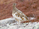 Ptarmigan (F) - Lagopus muta
