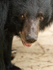 Moon Bear, Phnom Tamao, Cambodia
