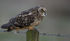 SHORT EARED OWL / REF SEO 24